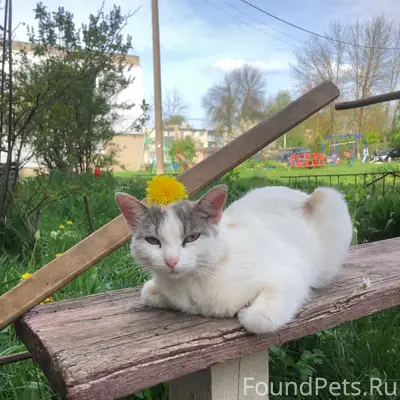 Пропала кошка Ася, С. Таремское