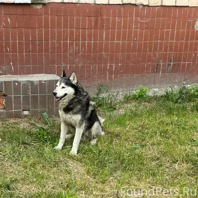 Найден хаски, мальчик, Академика Павлова