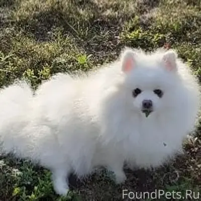 Пропала собака Миранда, поселок Метлино
