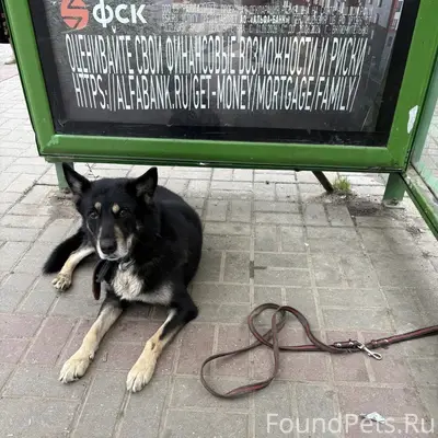 Пропала собака, Обнинск, остановка 'Юбилейная'