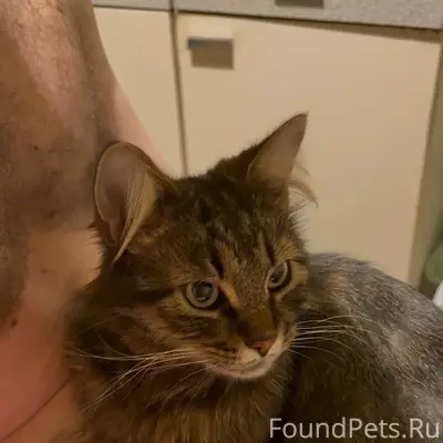 Пропал кот Тимофей, Тарасовка