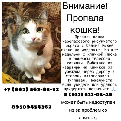Пропала кошка Ласка, Химиков 33