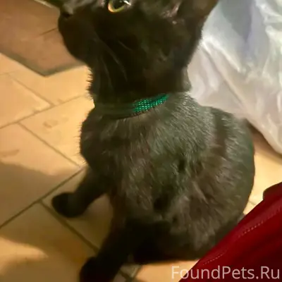 Найден чёрный котёнок в шлейке, Пушкино