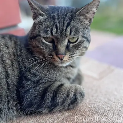 Найден домашний котик, ласковый и контактный
