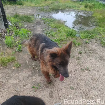 Найденны три кобеля немецкой овчарки, Кимры