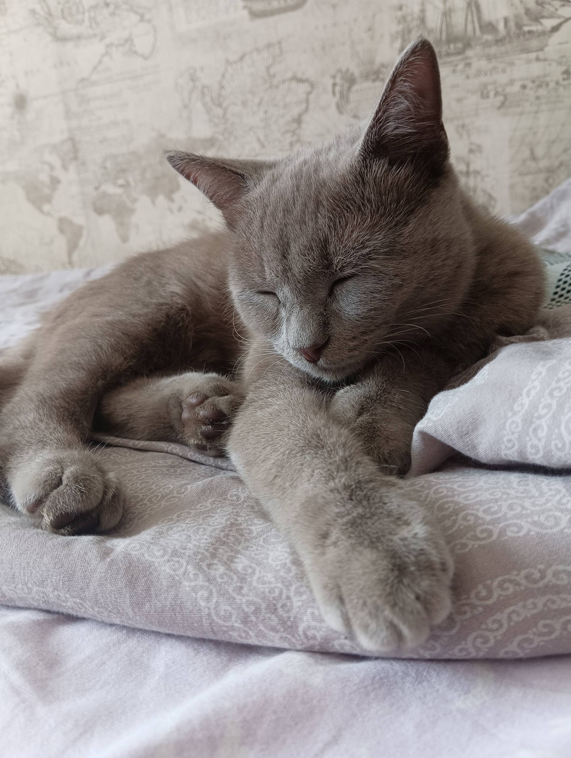Пропал кот Чарлик