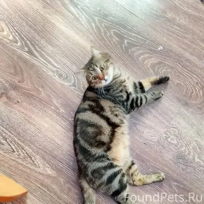 Пропал кот, район мясного рынка