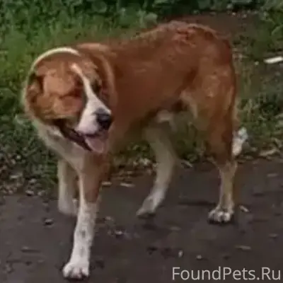 Пропала собака 