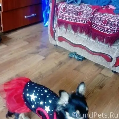 Пропала собака, улица Горького
