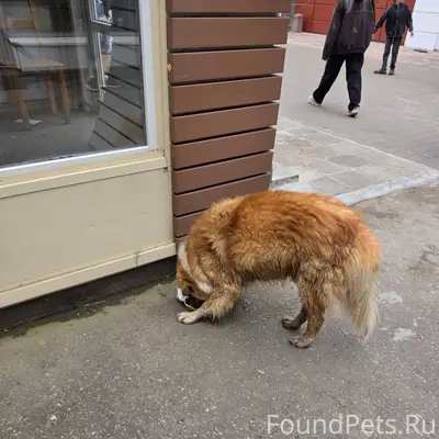 Найден тип собака, Лобня