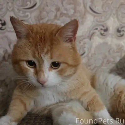 Пропал кот Рыжик, район Шалоги
