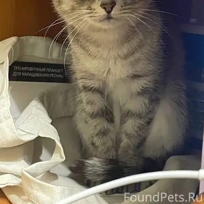 Пропала кошка Дуся, 7-й микрорайон