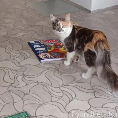 Пропала кошка Куся, Эжвинские дачи