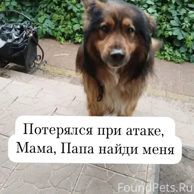 Пропал пёс, Кратово