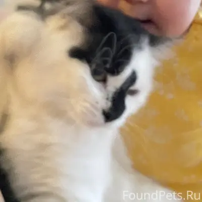 Пропала кошка, район 33 дома