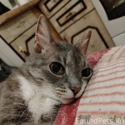 Пропала пожилая кошка, Выборгский район