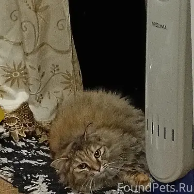 Пропала кошка!! 