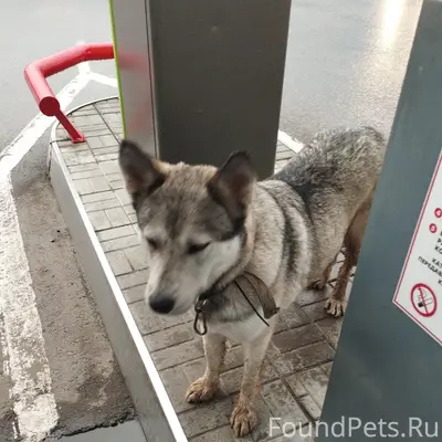 Найден пёс, Кстовский район