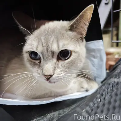 Найдена кошка, Кирова 83
