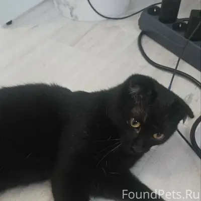 Найден вислоухий котёнок, Омск