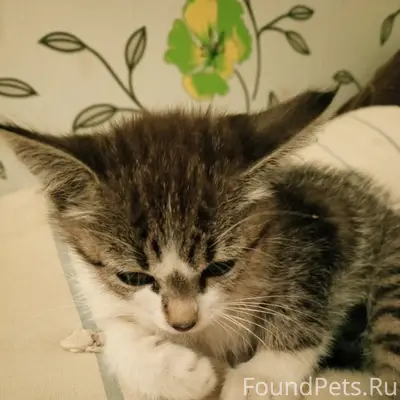 Найден котёнок, ул. Герасимова
