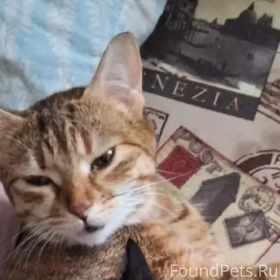 Пропала кошка Маня, г. Салехард