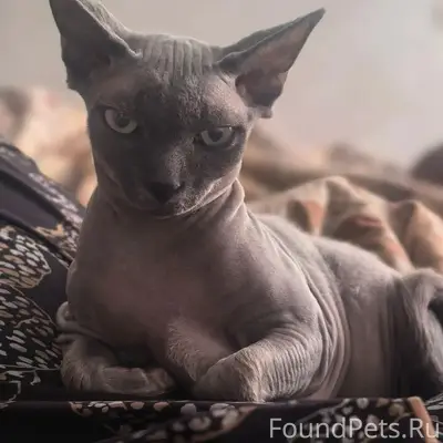 Пропала кошка Дэйзи, Белые Столбы