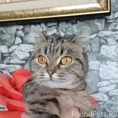 Пропала кошка Бекоша