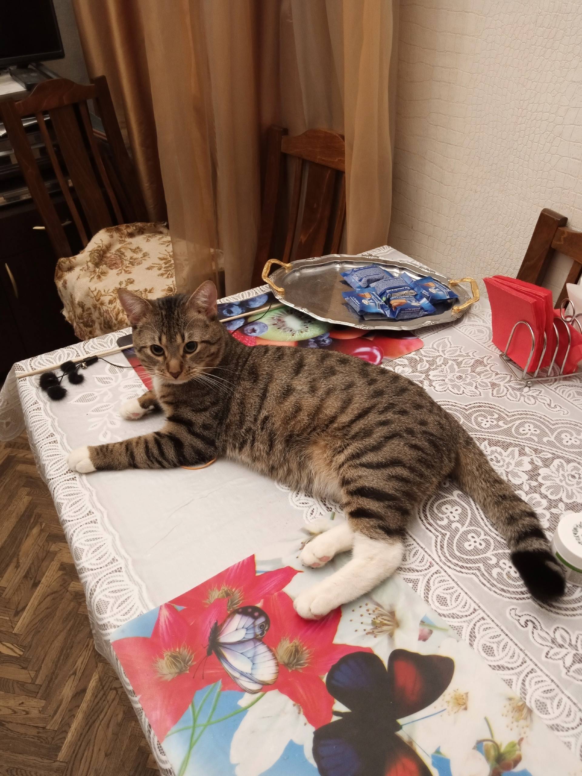 Пропал молодой котик, Садоводство Химик