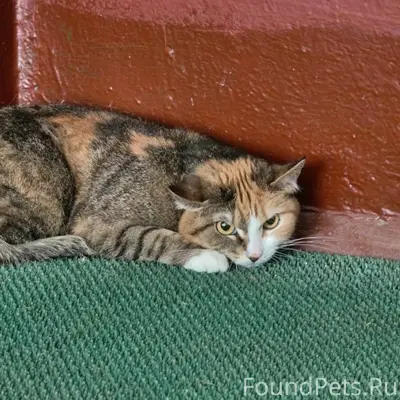 Найдена кошка, без породы