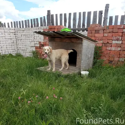 Найден пёс, Щипачи