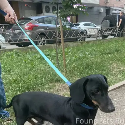 Найден мальчик такса, Краснодар