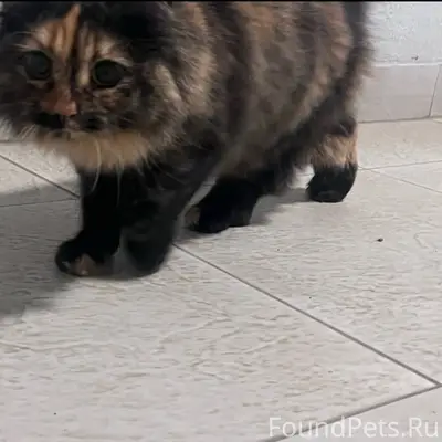 Найдена кошка, Казань, Осиново, ЖК Радужный