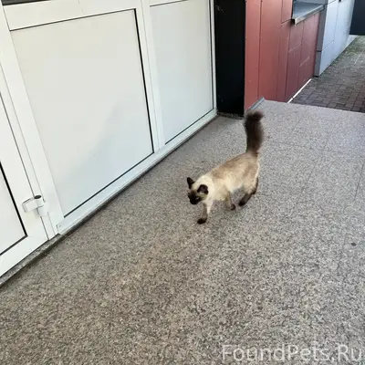 Найдена кошка, возле здания лоц стз