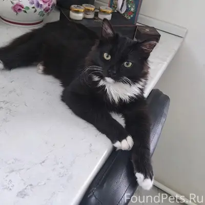 Пропал кот Кузя, деревня Устье