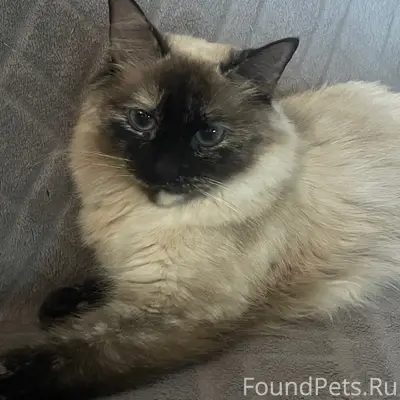 Пропала кошка Оливия, П. Калинино