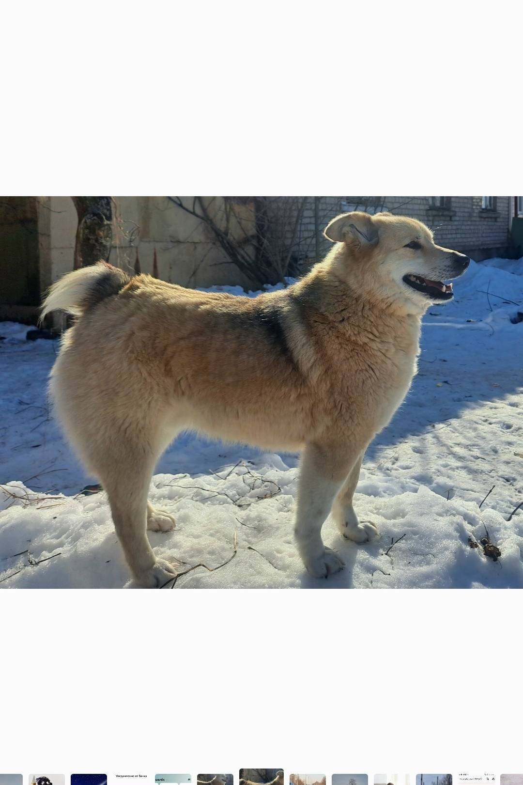 Пропал пёс с коротким хвостом, город