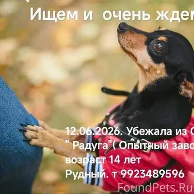Пропала возрастная собака Фишка, СНТ Радуга