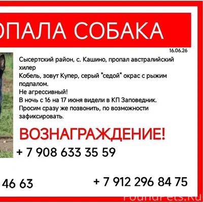 Пропал австралийский хилер Купер, Сысертский округ