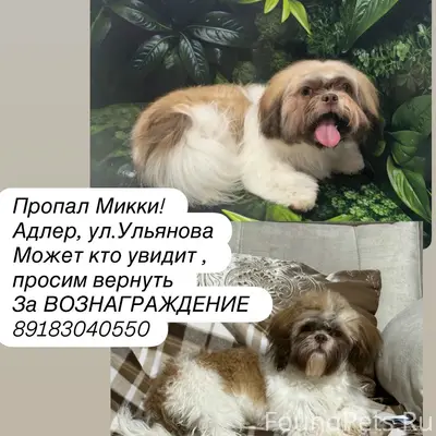 Пропал Адлер, собака, Адлер