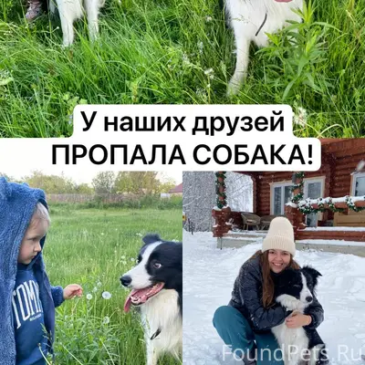 Пропал пёс Одди, Борская сторона
