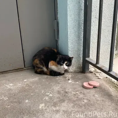 Найдена кошка, Шувалова 15