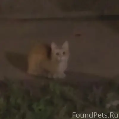 Найден рыжий кот, Дружба