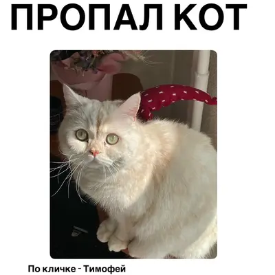 Пропал кот Тимофей