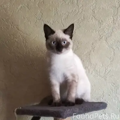 Пропал сиамский кот, район ул. Калинина