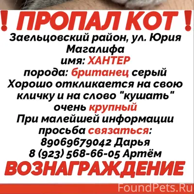 ПРОПАЛ КОТ ХАНТЕР