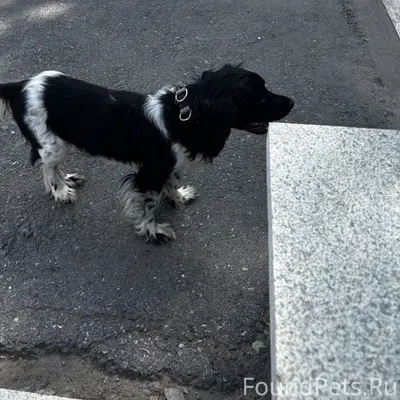 Нашли собаку 