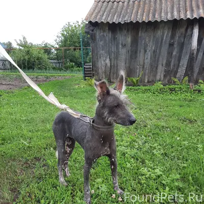 Найден тип собака, село Богородское Вольского района