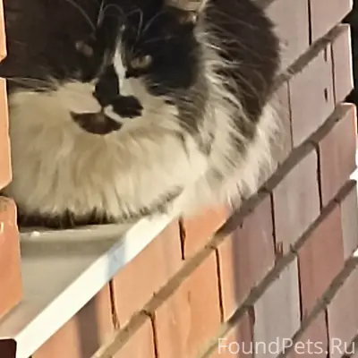 Пропал кот, район 1 школы