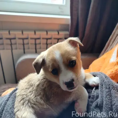 Пропал щенок Кекс, ул. М. Горького 18